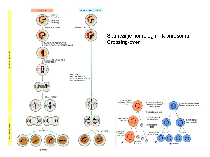 Sparivanje homolognih kromosoma Crossing-over 