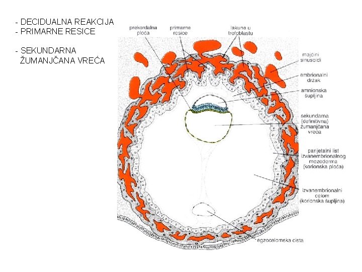 - DECIDUALNA REAKCIJA - PRIMARNE RESICE - SEKUNDARNA ŽUMANJČANA VREĆA 