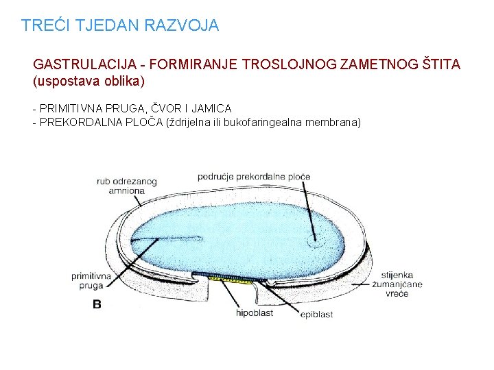 TREĆI TJEDAN RAZVOJA GASTRULACIJA - FORMIRANJE TROSLOJNOG ZAMETNOG ŠTITA (uspostava oblika) - PRIMITIVNA PRUGA,