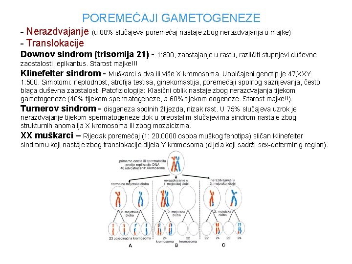 POREMEĆAJI GAMETOGENEZE - Nerazdvajanje (u 80% slučajeva poremećaj nastaje zbog nerazdvajanja u majke) -