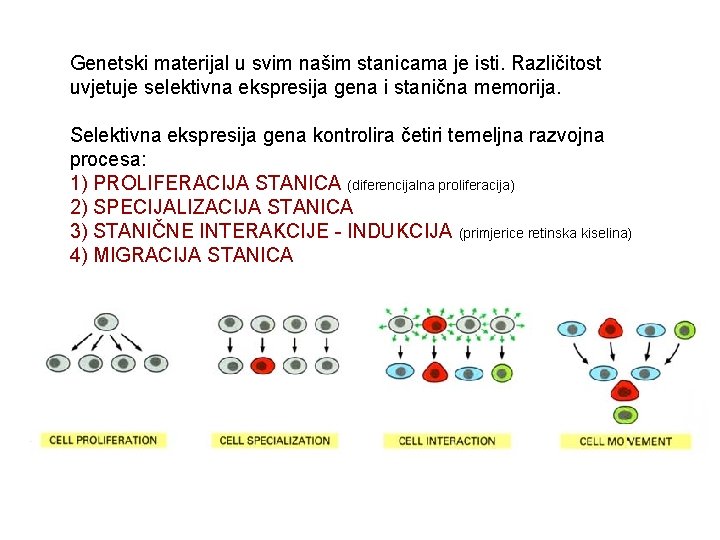 Genetski materijal u svim našim stanicama je isti. Različitost uvjetuje selektivna ekspresija gena i