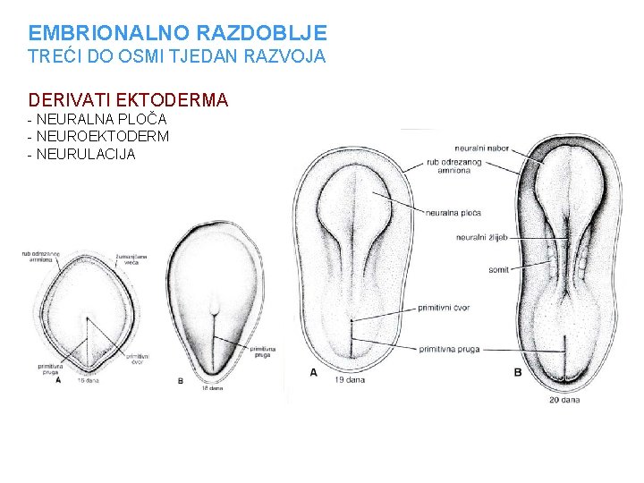 EMBRIONALNO RAZDOBLJE TREĆI DO OSMI TJEDAN RAZVOJA DERIVATI EKTODERMA - NEURALNA PLOČA - NEUROEKTODERM