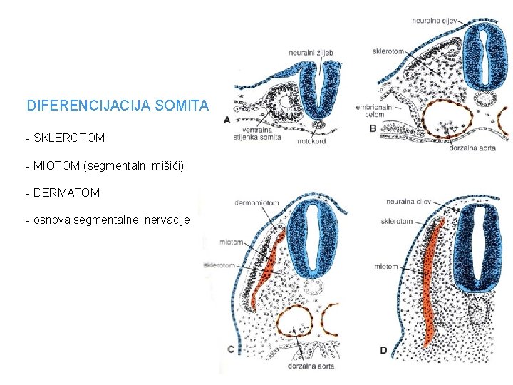 DIFERENCIJA SOMITA - SKLEROTOM - MIOTOM (segmentalni mišići) - DERMATOM - osnova segmentalne inervacije