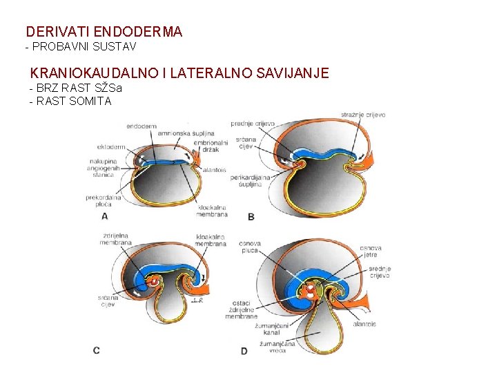 DERIVATI ENDODERMA - PROBAVNI SUSTAV KRANIOKAUDALNO I LATERALNO SAVIJANJE - BRZ RAST SŽSa -