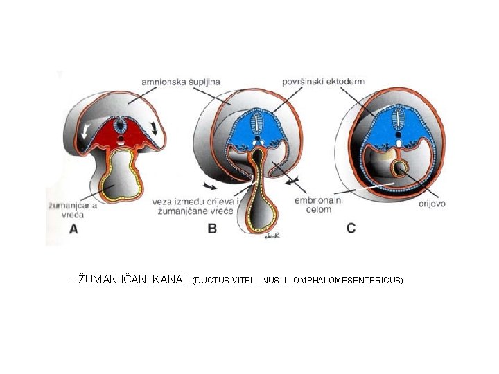 - ŽUMANJČANI KANAL (DUCTUS VITELLINUS ILI OMPHALOMESENTERICUS) 