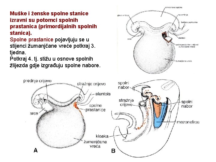 Muške i ženske spolne stanice izravni su potomci spolnih prastanica (primordijalnih spolnih stanica). Spolne