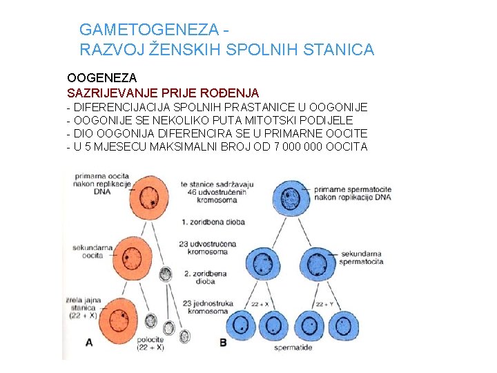 GAMETOGENEZA RAZVOJ ŽENSKIH SPOLNIH STANICA OOGENEZA SAZRIJEVANJE PRIJE ROĐENJA - DIFERENCIJA SPOLNIH PRASTANICE U