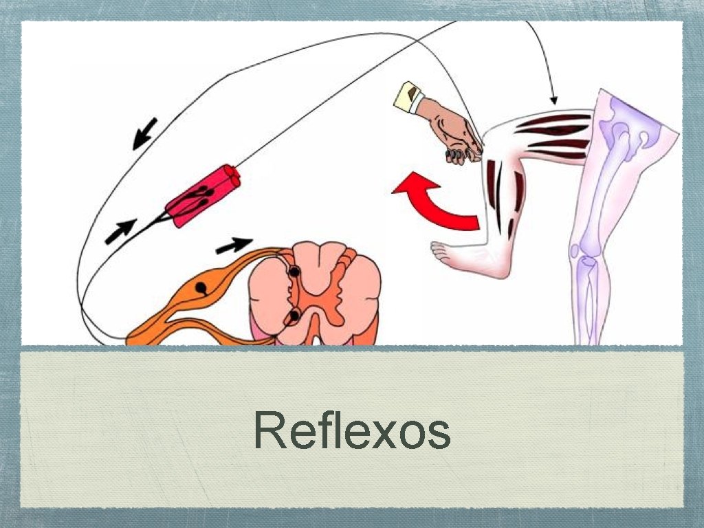 Reflexos 