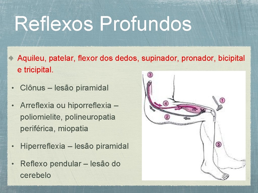 Reflexos Profundos Aquileu, patelar, flexor dos dedos, supinador, pronador, bicipital e tricipital. • Clônus