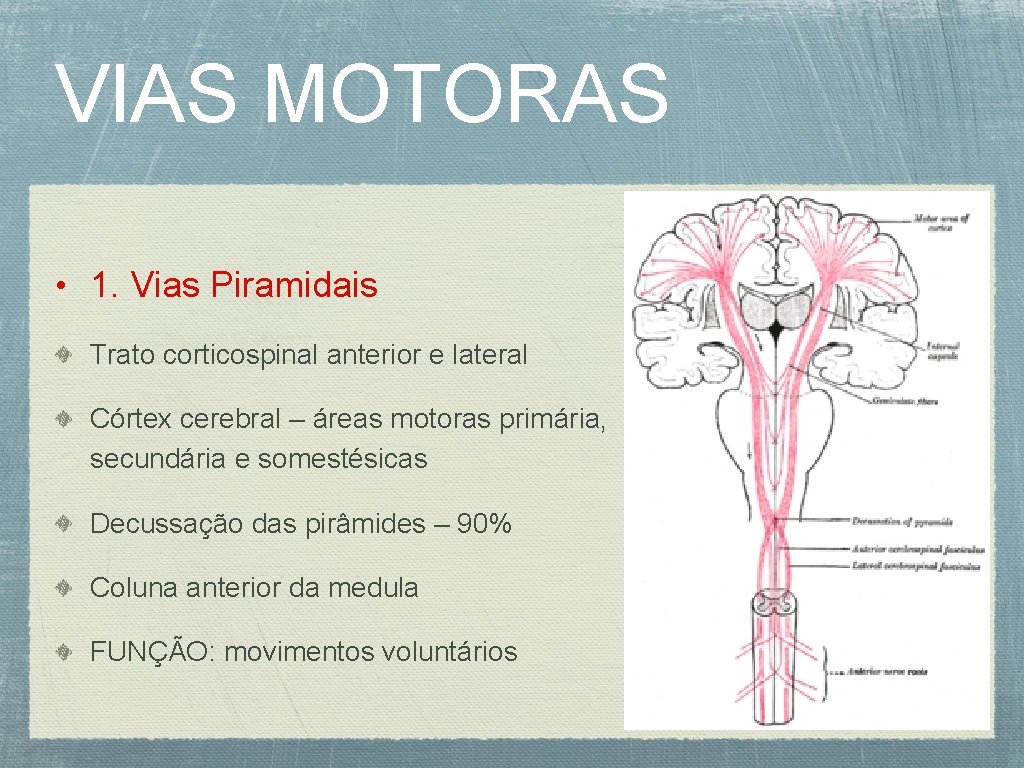 VIAS MOTORAS • 1. Vias Piramidais Trato corticospinal anterior e lateral Córtex cerebral –