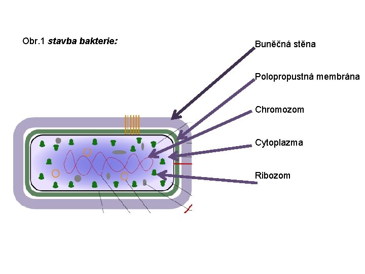 Obr. 1 stavba bakterie: Buněčná stěna Polopropustná membrána Chromozom Cytoplazma Ribozom 