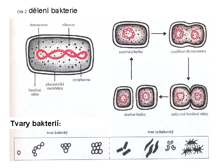 Obr. 2 dělení bakterie Tvary bakterií: 