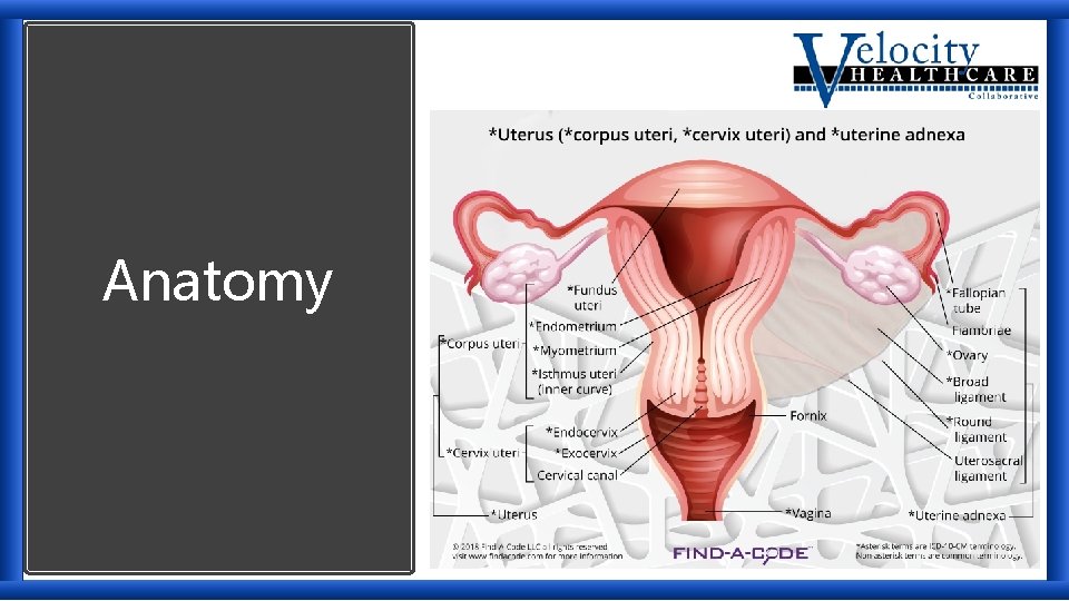 Anatomy 
