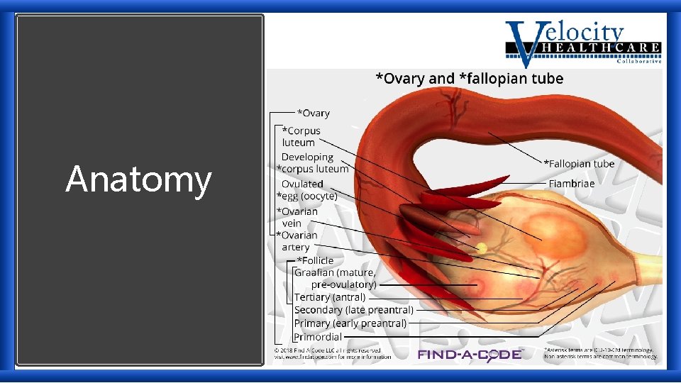 Anatomy 