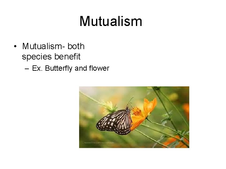 Mutualism • Mutualism- both species benefit – Ex. Butterfly and flower 