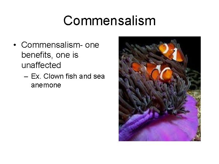 Commensalism • Commensalism- one benefits, one is unaffected – Ex. Clown fish and sea