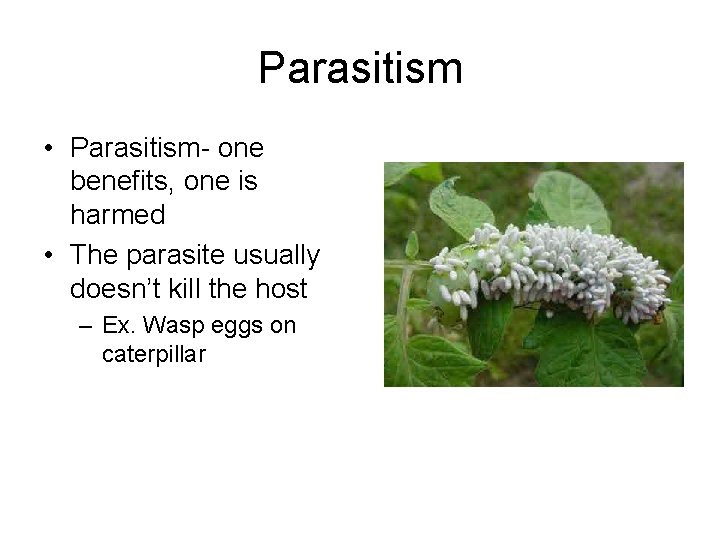 Parasitism • Parasitism- one benefits, one is harmed • The parasite usually doesn’t kill