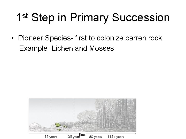 1 st Step in Primary Succession • Pioneer Species- first to colonize barren rock