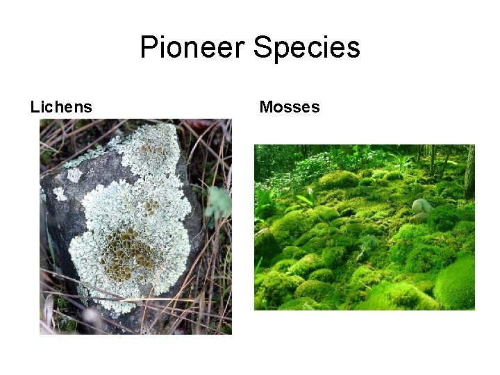 Pioneer Species Lichens Mosses 
