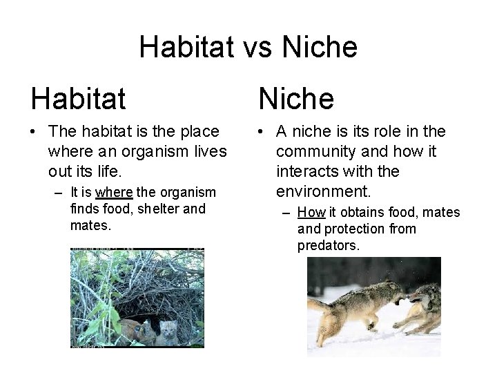 Habitat vs Niche Habitat Niche • The habitat is the place where an organism