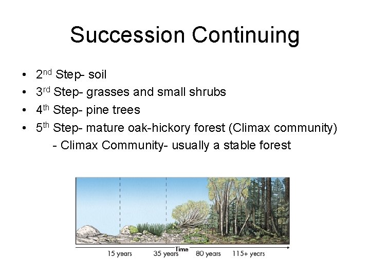 Succession Continuing • 2 nd Step- soil • 3 rd Step- grasses and small
