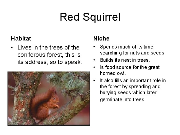 Red Squirrel Habitat Niche • Lives in the trees of the coniferous forest, this