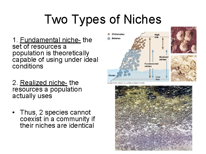 Two Types of Niches 1. Fundamental niche- the set of resources a population is