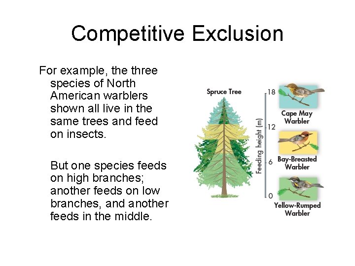 Competitive Exclusion For example, the three species of North American warblers shown all live