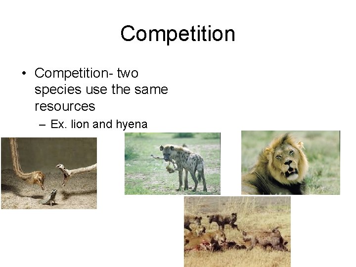 Competition • Competition- two species use the same resources – Ex. lion and hyena