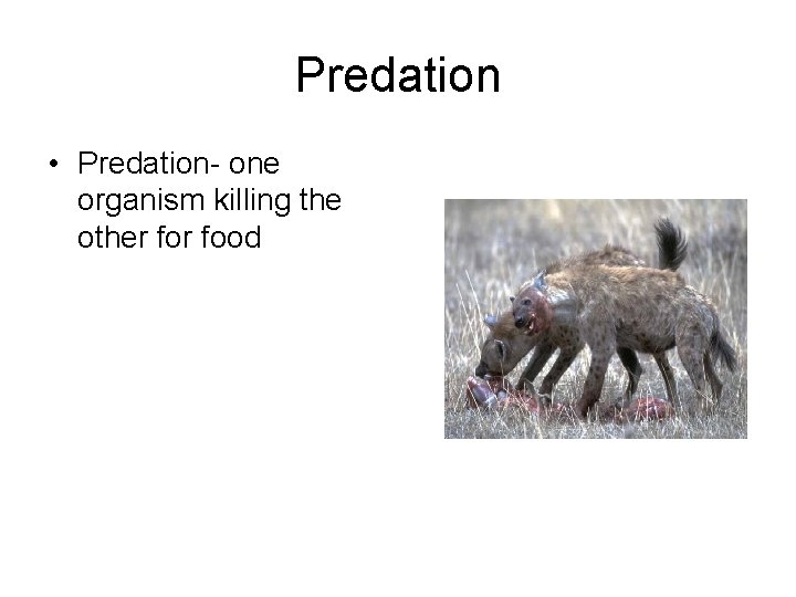 Predation • Predation- one organism killing the other food 