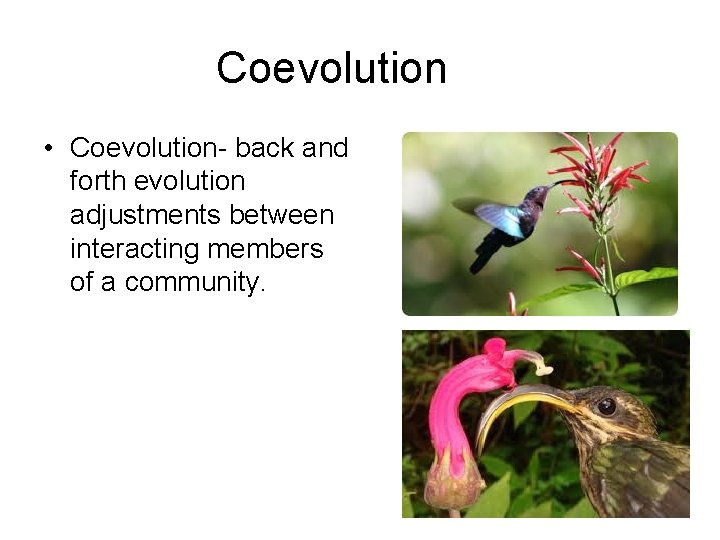 Coevolution • Coevolution- back and forth evolution adjustments between interacting members of a community.