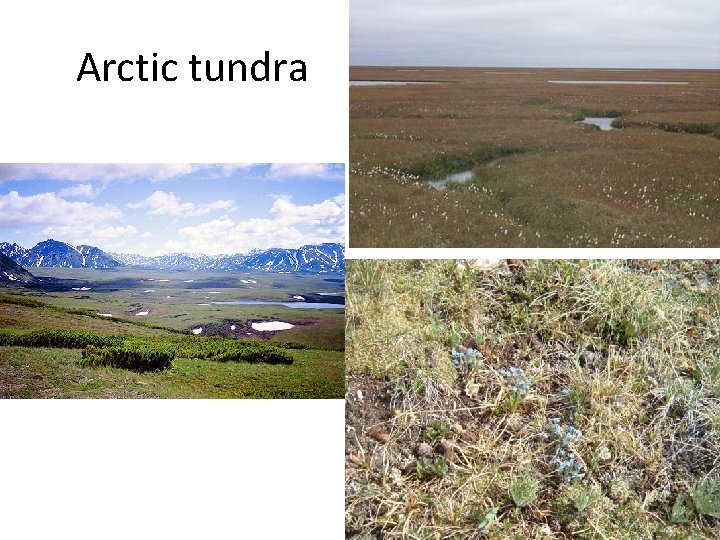 Arctic tundra 