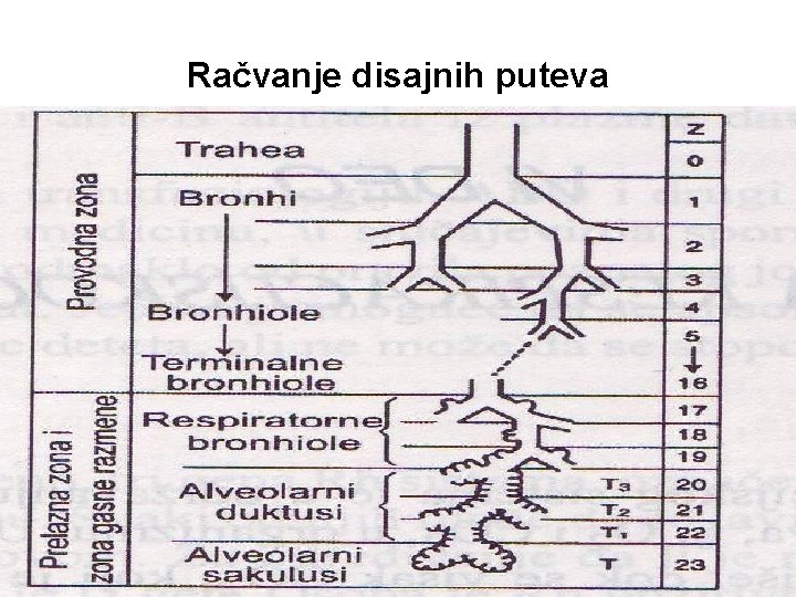 Račvanje disajnih puteva 