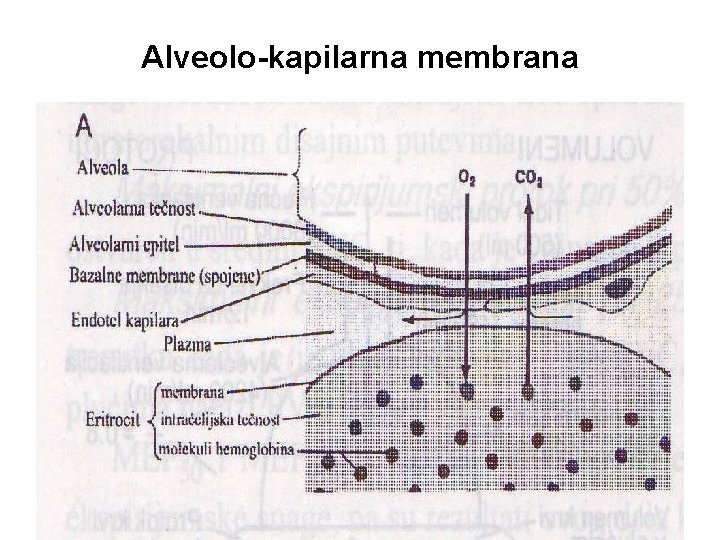 Alveolo-kapilarna membrana 