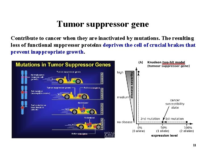 Tumor suppressor gene Contribute to cancer when they are inactivated by mutations. The resulting