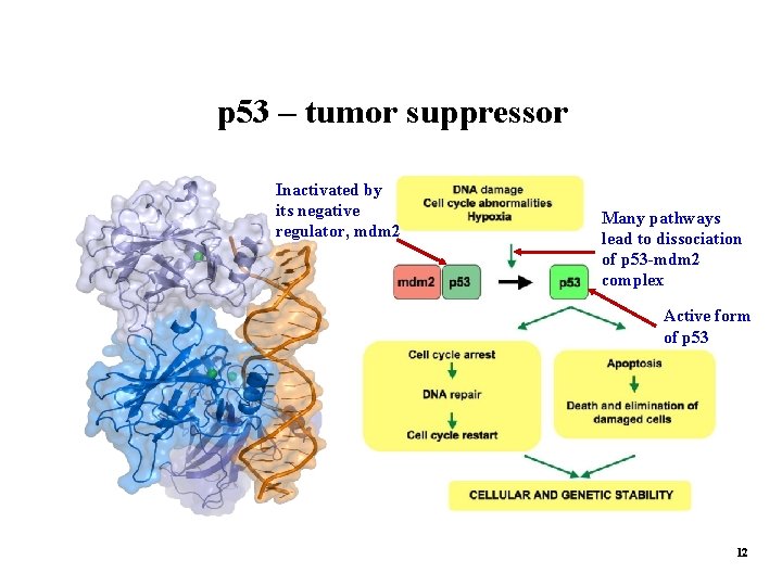 p 53 – tumor suppressor Inactivated by its negative regulator, mdm 2 Many pathways