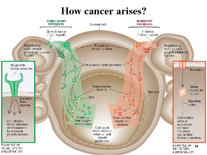 How cancer arises? 14 