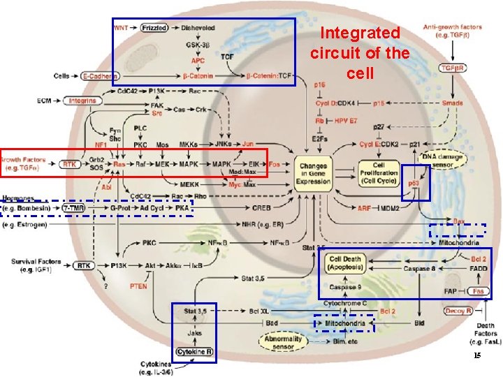 Integrated circuit of the cell 15 