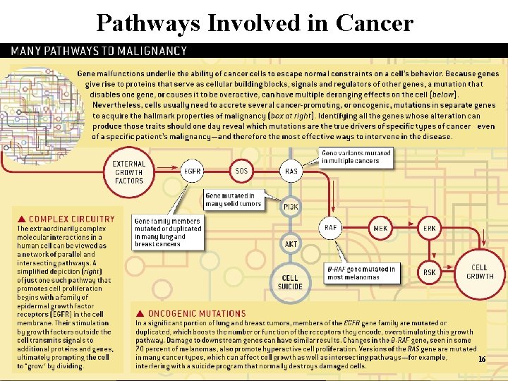 Pathways Involved in Cancer 16 