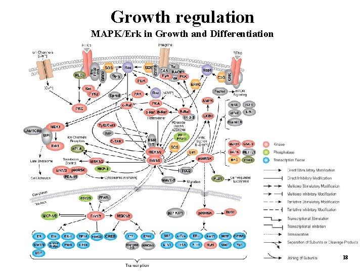 Growth regulation MAPK/Erk in Growth and Differentiation 18 