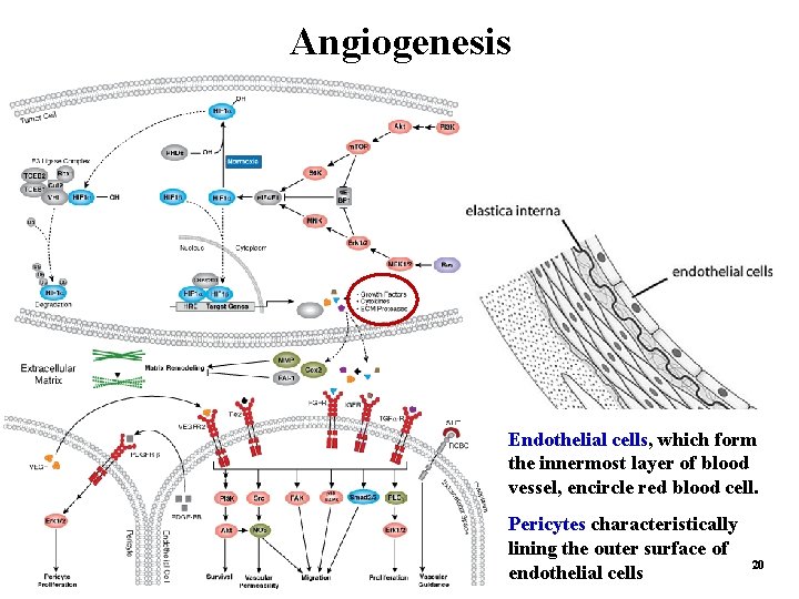 Angiogenesis Endothelial cells, which form the innermost layer of blood vessel, encircle red blood