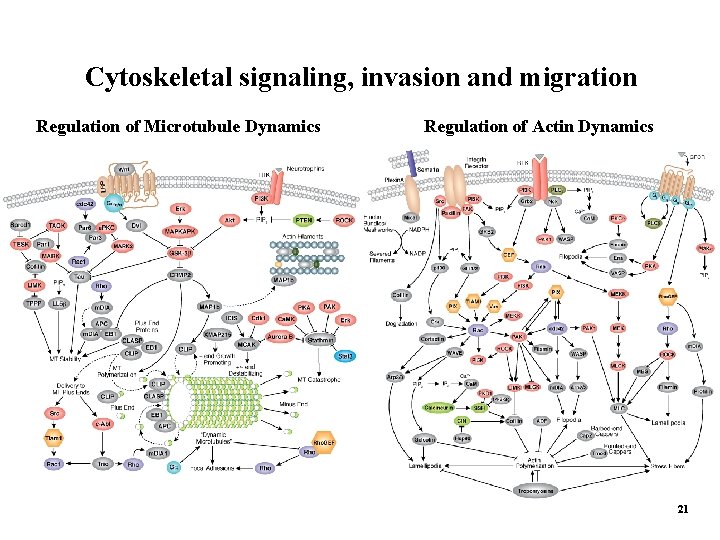 Cytoskeletal signaling, invasion and migration Regulation of Microtubule Dynamics Regulation of Actin Dynamics 21