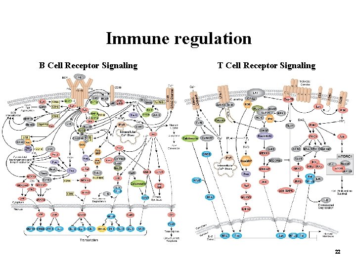 Immune regulation B Cell Receptor Signaling T Cell Receptor Signaling 22 