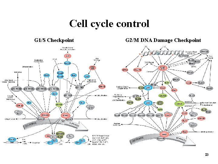 Cell cycle control G 1/S Checkpoint G 2/M DNA Damage Checkpoint 23 