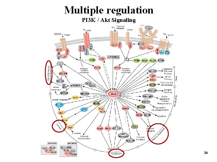 Multiple regulation PI 3 K / Akt Signaling 24 