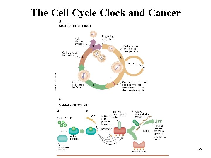 The Cell Cycle Clock and Cancer 25 