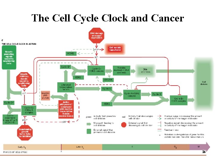 The Cell Cycle Clock and Cancer 26 