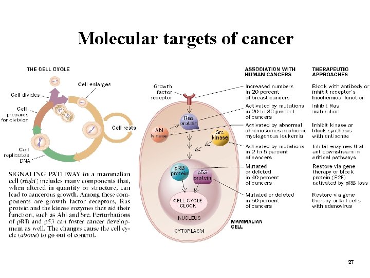 Molecular targets of cancer 27 