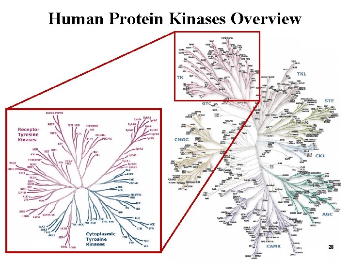 Human Protein Kinases Overview 28 