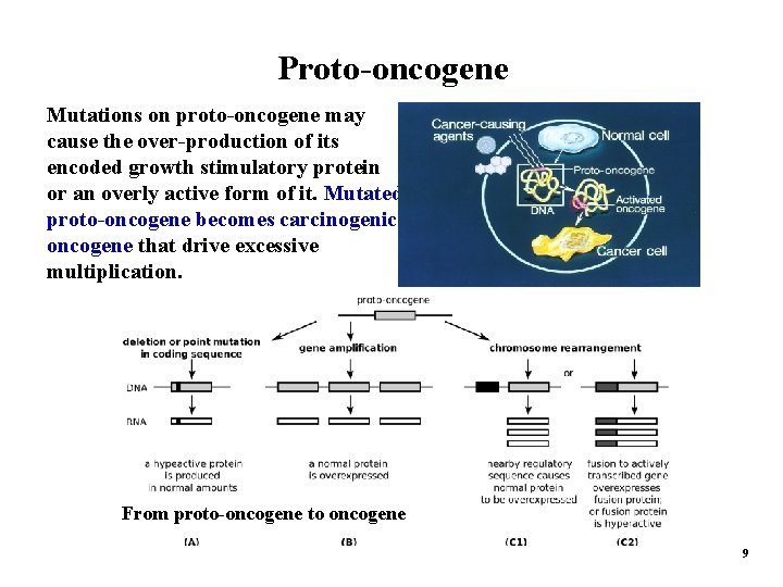 Proto-oncogene Mutations on proto-oncogene may cause the over-production of its encoded growth stimulatory protein